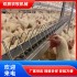 厂家批发种鸡料线操作简单规格多样 自动喂料家禽养殖设备